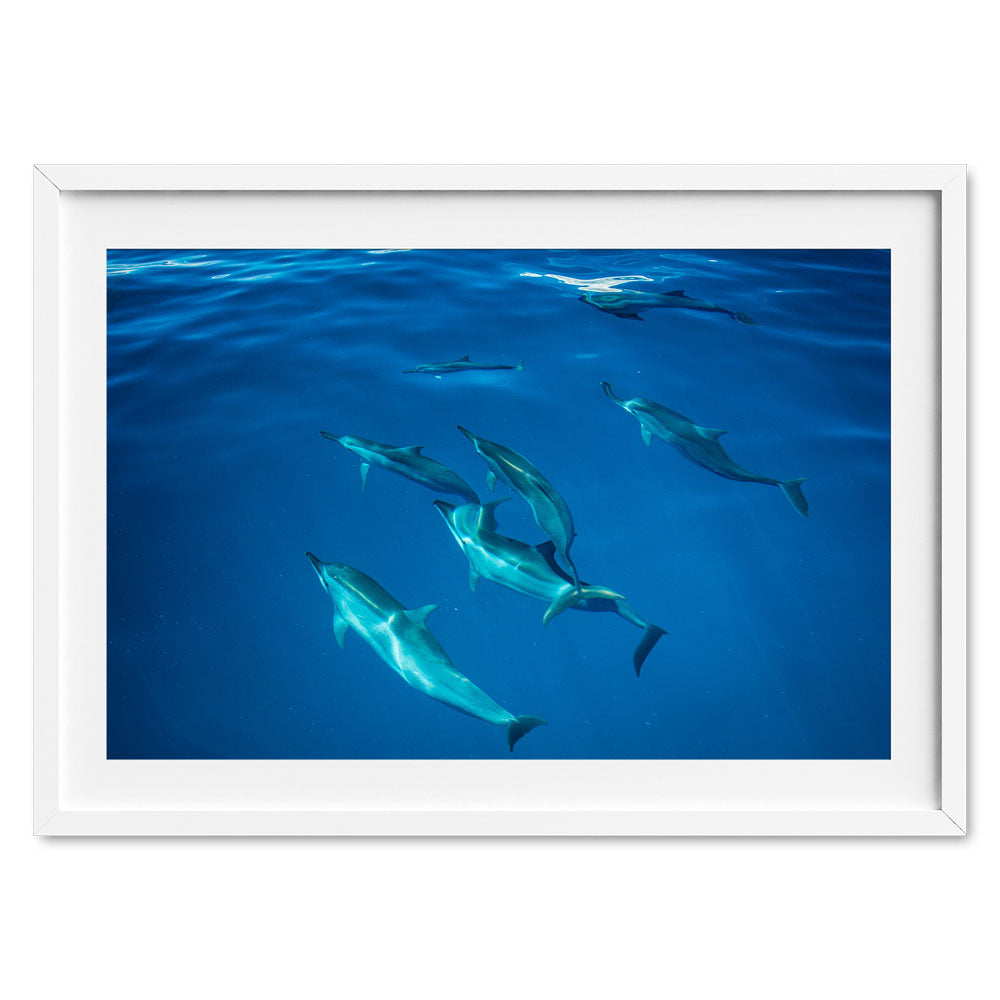 dolphins-joli-TAX34663-white