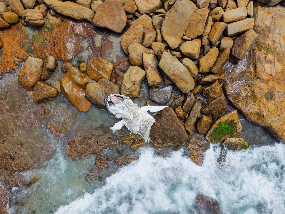 Gallery: Sydney’s Eastern Suburbs Beaches closed after Whale carcass washes up