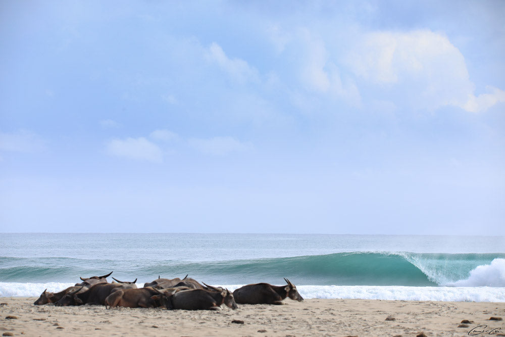 1. Buffalo_Beachbreak