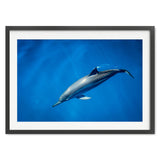 dolphin-joli-TAX35022-black