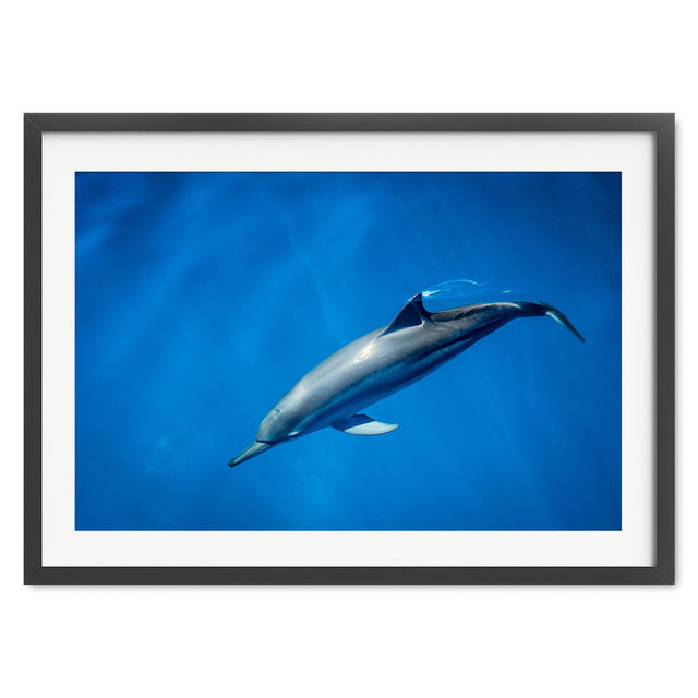 dolphin-joli-TAX35022-black