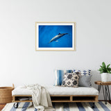 dolphin-joli-TAX35022-interior-natural