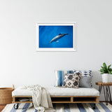 dolphin-joli-TAX35022-interior-white
