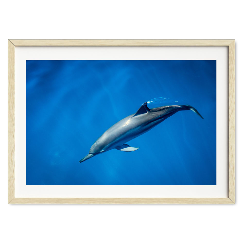 dolphin-joli-TAX35022-natural