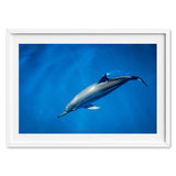 dolphin-joli-TAX35022-white
