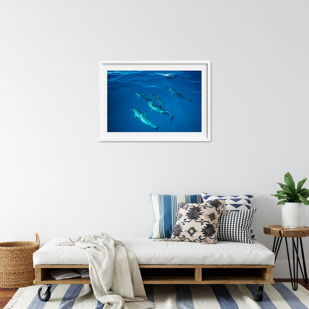 dolphins-joli-TAX34663-interior-white