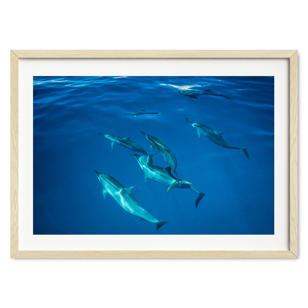 dolphins-joli-TAX34663-natural