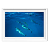 dolphins-joli-TAX34663-white
