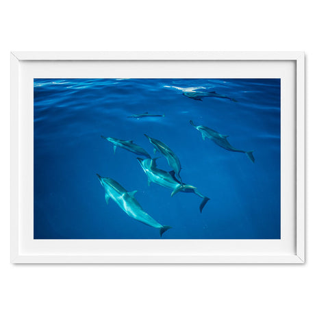 dolphins-joli-TAX34663-white